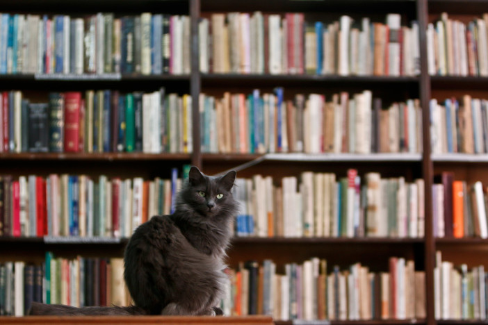 gato y libros