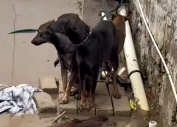 PERROS Y GATOS: LAS OTRAS VÍCTIMAS DEL HURACÁN OTIS