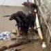 PERROS Y GATOS: LAS OTRAS VÍCTIMAS DEL HURACÁN OTIS