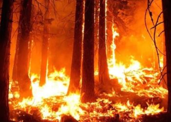 INCENDIOS FORESTALES: EL FUEGO NEUTRALIZÓ, SOBORNÓ Y CONCRETÓ ALIANZAS IMPENSABLES. Por Hernán Cabrera (*)