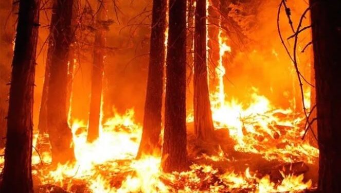 INCENDIOS FORESTALES: EL FUEGO NEUTRALIZÓ, SOBORNÓ Y CONCRETÓ ALIANZAS IMPENSABLES. Por Hernán Cabrera (*)