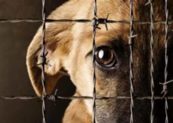 A UN MES DE LA REFORMA CONSTITUCIONAL DE PROHIBICIÓN DEL MALTRATO A LOS ANIMALES