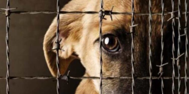 A UN MES DE LA REFORMA CONSTITUCIONAL DE PROHIBICIÓN DEL MALTRATO A LOS ANIMALES