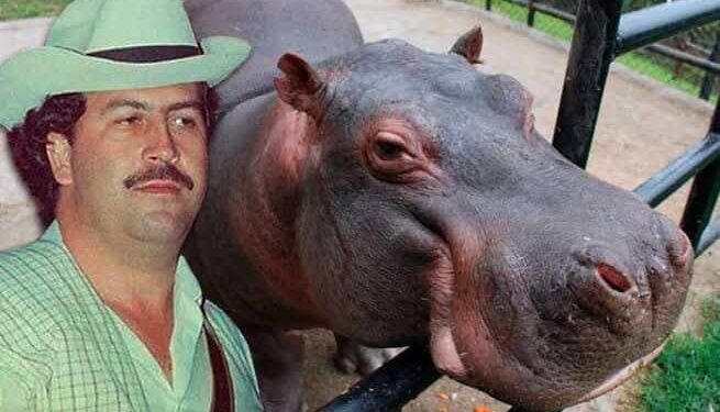 ¿HIPOPÓTAMOS EN SURAMÉRICA? Por Jorge Gallo García (*)