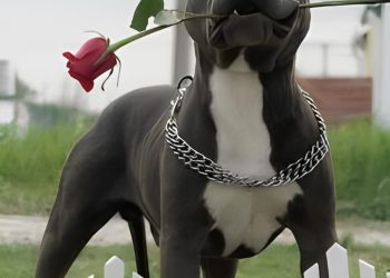 PARLAMENTO DE CDMX APRUEBA CUSTODIA DE MASCOTAS EN DIVORCIO