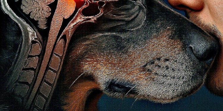 LOS PERROS Y SU VÍNCULO CON LOS HUMANOS ES MÁS PROFUNDO