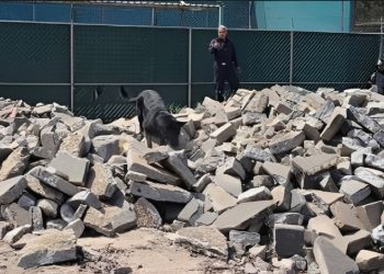 “TOGO” UN PERRO HÉROE QUE AYUDÓ A ENCONTRAR VÍCTIMAS EN UN DERRUMBRE