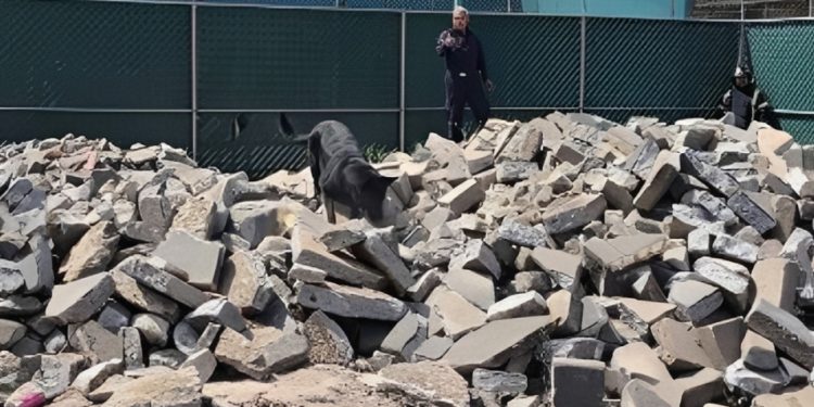 “TOGO” UN PERRO HÉROE QUE AYUDÓ A ENCONTRAR VÍCTIMAS EN UN DERRUMBRE