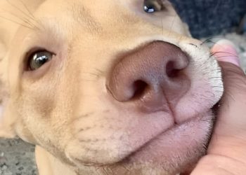 TORERA (Cuento Breve). Por Fidel Carlos Flores (*)