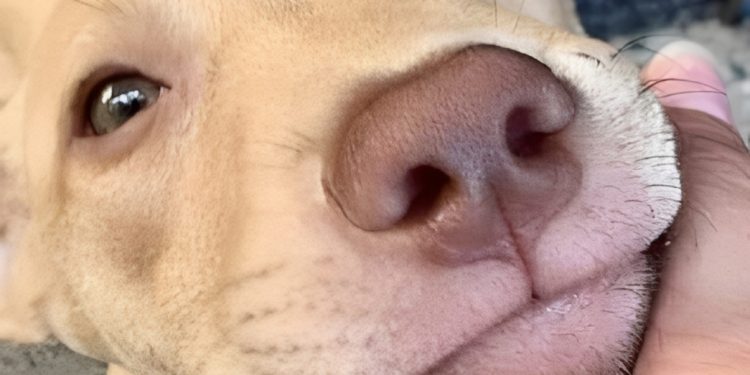 TORERA (Cuento Breve). Por Fidel Carlos Flores (*)